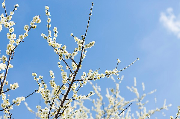 포토 JPG 주간 나무 식물 구름 계절 꽃 배경화면 백그라운드 자연 하늘 풍경 사람없음 야외 아웃포커스 봄 나뭇가지 전라남도 매화 광양 국내포토 자연요소 촬영기법 전라도 생태계 파일형식