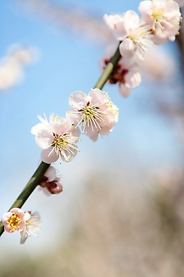 포토 JPG 주간 나무 식물 계절 꽃 백그라운드 자연 하늘 풍경 사람없음 야외 아웃포커스 봄 나뭇가지 전라남도 매화 광양 국내포토 자연요소 촬영기법 전라도 생태계 파일형식