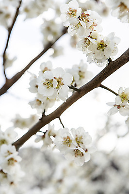 포토 JPG 주간 나무 식물 계절 꽃 백그라운드 자연 풍경 사람없음 야외 아웃포커스 봄 나뭇가지 전라남도 매화 광양 국내포토 자연요소 촬영기법 전라도 생태계 파일형식