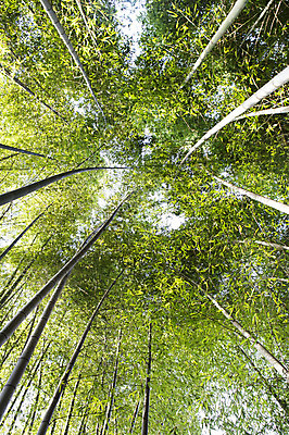 포토 JPG 주간 나무 식물 로우앵글 백그라운드 자연 풍경 사람없음 야외 숲 전라남도 대나무 대나무숲 광양 국내포토 자연요소 뷰포인트 전라도 생태계 파일형식