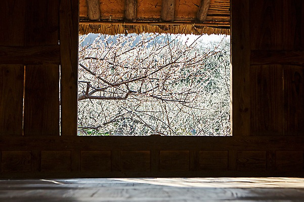 포토 JPG 주간 식물 계절 꽃 백그라운드 자연 집안 초가집 실내 풍경 사람없음 봄 나뭇가지 전라남도 매화 광양 국내포토 자연요소 나무 한옥 내부 전라도 생태계 파일형식