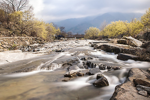 포토 JPG 주간 식물 계절 꽃 백그라운드 자연 하늘 풍경 사람없음 야외 물 계곡 봄 돌_바위 전라남도 구례 산수유 국내포토 자연요소 전라도 생태계 파일형식