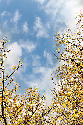 포토 JPG 주간 식물 구름 계절 꽃 백그라운드 자연 하늘 풍경 사람없음 야외 봄 전라남도 구례 산수유 국내포토 자연요소 전라도 생태계 파일형식