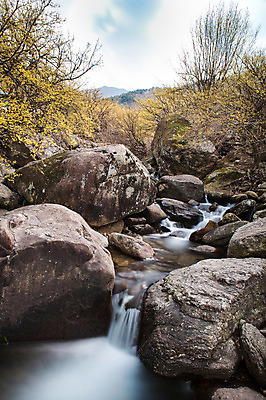 포토 JPG 주간 식물 꽃 백그라운드 자연 풍경 사람없음 야외 물 계곡 돌_바위 바위 전라남도 구례 산수유 국내포토 자연요소 전라도 생태계 파일형식
