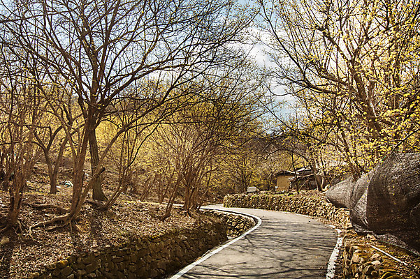 포토 JPG 주간 나무 꽃 길 백그라운드 자연 풍경 사람없음 야외 마을 산책로 전라남도 구례 산수유 국내포토 자연요소 식물 전라도 생태계 파일형식