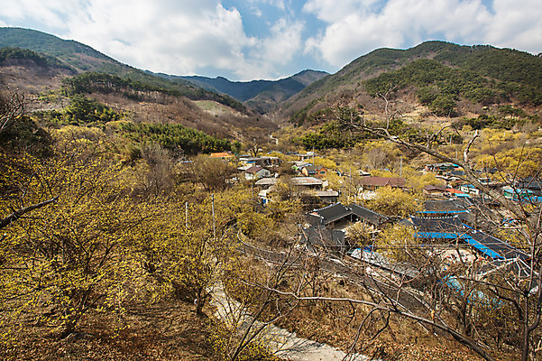포토 JPG 주간 식물 구름 꽃 백그라운드 자연 하늘 산 주택 풍경 사람없음 야외 마을 나뭇가지 전라남도 구례 산수유 국내포토 자연요소 나무 건물 전라도 생태계 파일형식