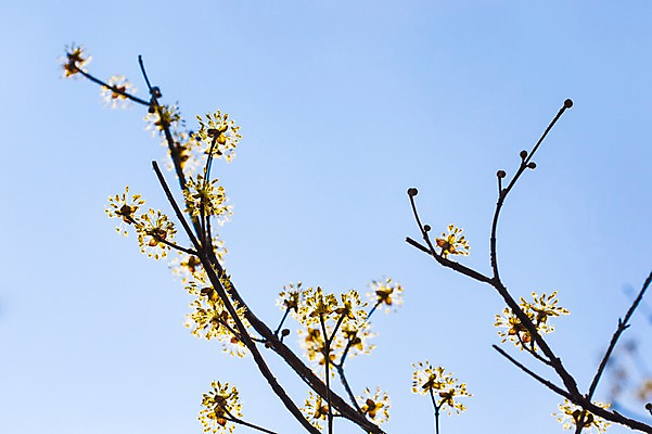 포토 JPG 주간 식물 계절 꽃 백그라운드 자연 하늘 풍경 사람없음 야외 아웃포커스 봄 전라남도 구례 산수유 국내포토 자연요소 촬영기법 전라도 생태계 파일형식