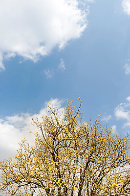 포토 JPG 주간 식물 구름 계절 꽃 백그라운드 자연 하늘 풍경 사람없음 야외 봄 전라남도 구례 산수유 국내포토 자연요소 전라도 생태계 파일형식