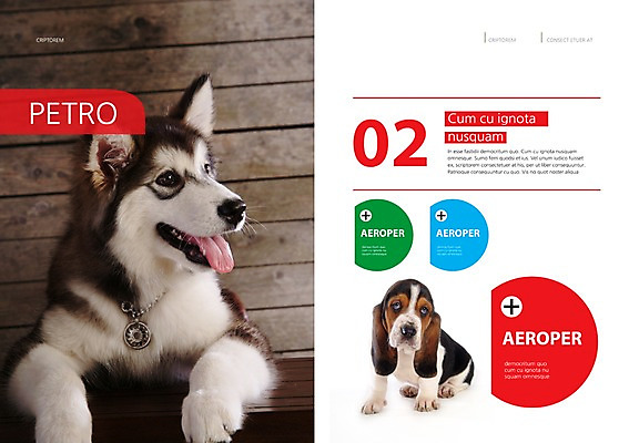 PSD 동물 템플릿 편집 표지디자인 북디자인 출판디자인 내지 백그라운드 두마리 북커버 팜플렛 사람없음 반려동물 개 강아지 시베리안허스키 메롱 바셋하운드 반려 이미지템플릿 2 포유류 모션 하운드 파일형식