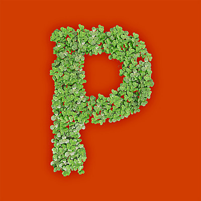 PSD 식물 편집이미지 문자 알파벳 영어 텍스트 대문자 타이포그라피 사람없음 초록색 3D 새싹 주황색 풀 P 클로버 편집3D 컬러 디지털합성 파일형식