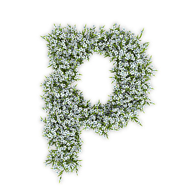 PSD 식물 편집이미지 문자 알파벳 영어 꽃 텍스트 타이포그라피 사람없음 3D 흰색 P 소문자 수국 편집3D 컬러 디지털합성 파일형식