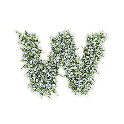 PSD 식물 편집이미지 문자 알파벳 영어 꽃 텍스트 타이포그라피 사람없음 3D 흰색 소문자 수국 W 편집3D 컬러 디지털합성 파일형식