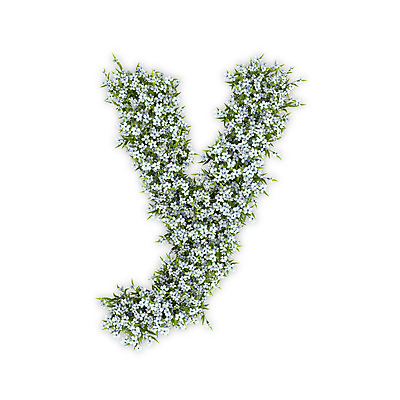 PSD 식물 편집이미지 문자 알파벳 영어 꽃 텍스트 타이포그라피 사람없음 3D 흰색 소문자 수국 Y 편집3D 컬러 디지털합성 파일형식