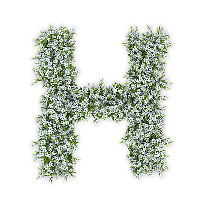 PSD 식물 편집이미지 문자 알파벳 영어 꽃 텍스트 대문자 타이포그라피 사람없음 3D 흰색 수국 H 편집3D 컬러 디지털합성 파일형식