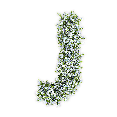 PSD 식물 편집이미지 문자 알파벳 영어 꽃 텍스트 대문자 타이포그라피 사람없음 3D 흰색 수국 J 편집3D 컬러 디지털합성 파일형식