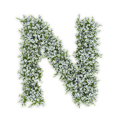 PSD 식물 편집이미지 문자 알파벳 영어 꽃 텍스트 대문자 타이포그라피 사람없음 3D 흰색 엔 N 수국 편집3D 컬러 돈 디지털합성 파일형식