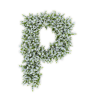 PSD 식물 편집이미지 문자 알파벳 영어 꽃 텍스트 대문자 타이포그라피 사람없음 3D 흰색 P 수국 편집3D 컬러 디지털합성 파일형식