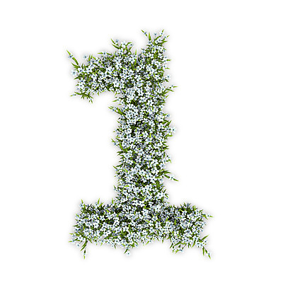 PSD 식물 편집이미지 문자 1 꽃 텍스트 타이포그라피 사람없음 숫자 3D 흰색 수국 편집3D 컬러 디지털합성 파일형식