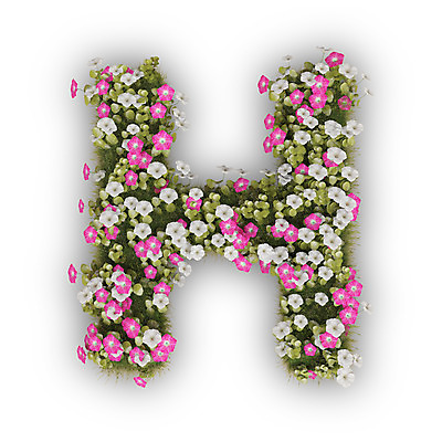 PSD 식물 편집이미지 문자 알파벳 영어 꽃 분홍색 텍스트 대문자 타이포그라피 사람없음 3D 흰색 나팔꽃 H 편집3D 컬러 디지털합성 파일형식