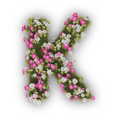PSD 식물 편집이미지 문자 알파벳 영어 꽃 분홍색 텍스트 대문자 타이포그라피 사람없음 3D 흰색 나팔꽃 K 편집3D 컬러 디지털합성 파일형식