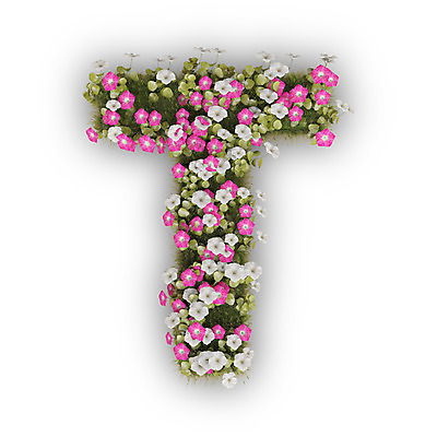 PSD 식물 편집이미지 문자 알파벳 영어 꽃 분홍색 텍스트 대문자 타이포그라피 사람없음 3D 흰색 나팔꽃 T 편집3D 컬러 디지털합성 파일형식