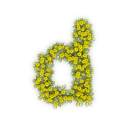 PSD 식물 편집이미지 문자 알파벳 영어 꽃 텍스트 국화 타이포그라피 사람없음 노란색 3D 소문자 D 편집3D 컬러 디지털합성 파일형식