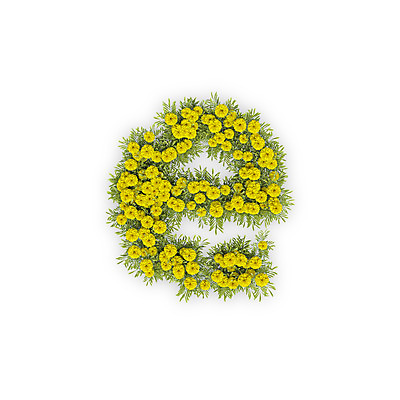 PSD 식물 편집이미지 문자 알파벳 영어 꽃 텍스트 국화 타이포그라피 사람없음 노란색 3D E 소문자 편집3D 컬러 디지털합성 파일형식