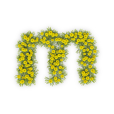 PSD 식물 편집이미지 문자 알파벳 영어 꽃 텍스트 국화 타이포그라피 사람없음 노란색 3D 소문자 M 편집3D 컬러 디지털합성 파일형식