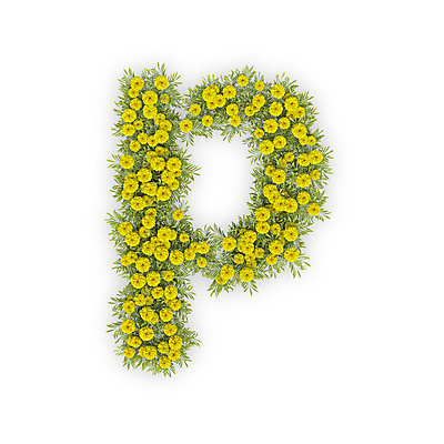 PSD 식물 편집이미지 문자 알파벳 영어 꽃 텍스트 국화 타이포그라피 사람없음 노란색 3D P 소문자 편집3D 컬러 디지털합성 파일형식