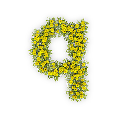 PSD 식물 편집이미지 문자 알파벳 영어 꽃 텍스트 국화 타이포그라피 사람없음 노란색 3D 소문자 Q 편집3D 컬러 디지털합성 파일형식