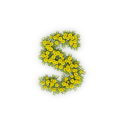 PSD 식물 편집이미지 문자 알파벳 영어 꽃 텍스트 국화 타이포그라피 사람없음 노란색 3D 소문자 S 편집3D 컬러 디지털합성 파일형식
