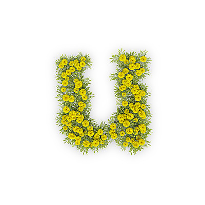 PSD 식물 편집이미지 문자 알파벳 영어 꽃 텍스트 국화 타이포그라피 사람없음 노란색 3D U 유 소문자 편집3D 컬러 디지털합성 파일형식