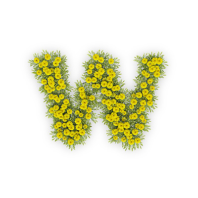 PSD 식물 편집이미지 문자 알파벳 영어 꽃 텍스트 국화 타이포그라피 사람없음 노란색 3D 소문자 W 편집3D 컬러 디지털합성 파일형식