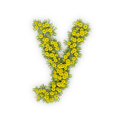 PSD 식물 편집이미지 문자 알파벳 영어 꽃 텍스트 국화 타이포그라피 사람없음 노란색 3D 소문자 Y 편집3D 컬러 디지털합성 파일형식