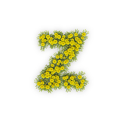 PSD 식물 편집이미지 문자 알파벳 영어 꽃 텍스트 국화 타이포그라피 사람없음 노란색 3D 소문자 Z 편집3D 컬러 디지털합성 파일형식