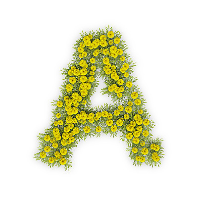 PSD 식물 편집이미지 문자 알파벳 영어 꽃 텍스트 대문자 국화 타이포그라피 사람없음 노란색 3D A 편집3D 컬러 디지털합성 파일형식