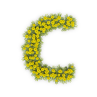 PSD 식물 편집이미지 문자 알파벳 영어 꽃 텍스트 대문자 국화 씨앗 타이포그라피 사람없음 노란색 3D C 편집3D 컬러 디지털합성 파일형식