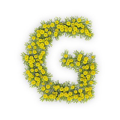 PSD 식물 편집이미지 문자 알파벳 영어 꽃 텍스트 대문자 국화 타이포그라피 사람없음 노란색 3D G 편집3D 컬러 디지털합성 파일형식