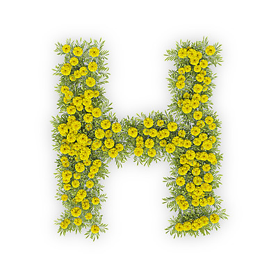 PSD 식물 편집이미지 문자 알파벳 영어 꽃 텍스트 대문자 국화 타이포그라피 사람없음 노란색 3D H 편집3D 컬러 디지털합성 파일형식