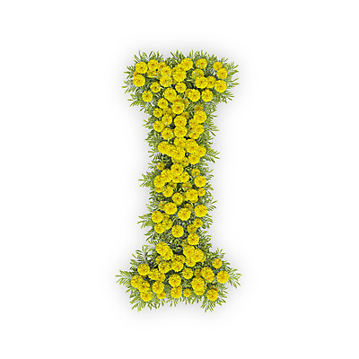 PSD 식물 편집이미지 문자 알파벳 영어 꽃 텍스트 대문자 국화 타이포그라피 사람없음 노란색 3D I 편집3D 컬러 디지털합성 파일형식