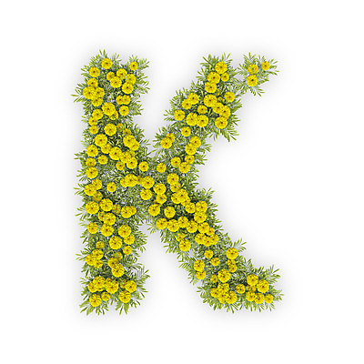 PSD 식물 편집이미지 문자 알파벳 영어 꽃 텍스트 대문자 국화 타이포그라피 사람없음 노란색 3D K 편집3D 컬러 디지털합성 파일형식