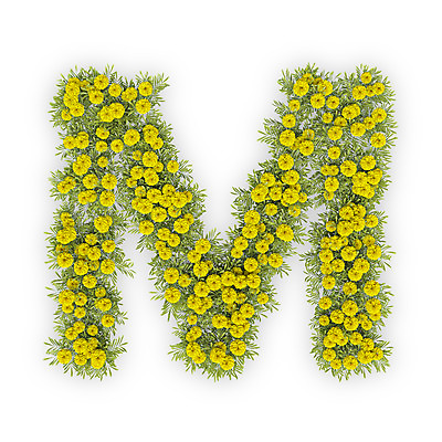 PSD 식물 편집이미지 문자 알파벳 영어 꽃 텍스트 대문자 국화 타이포그라피 사람없음 노란색 3D M 편집3D 컬러 디지털합성 파일형식