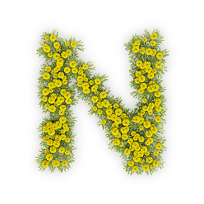 PSD 식물 편집이미지 문자 알파벳 영어 꽃 텍스트 대문자 국화 타이포그라피 사람없음 노란색 3D 엔 N 편집3D 컬러 돈 디지털합성 파일형식