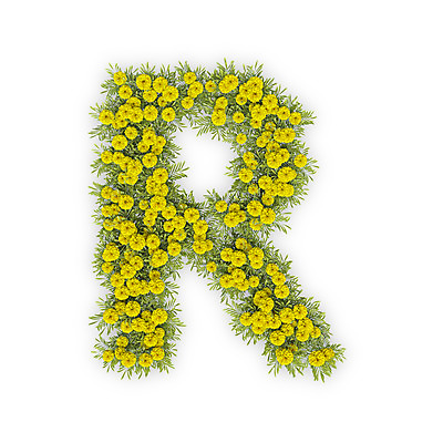 PSD 식물 편집이미지 문자 알파벳 영어 꽃 텍스트 대문자 국화 타이포그라피 사람없음 노란색 3D 알 R 편집3D 컬러 디지털합성 파일형식