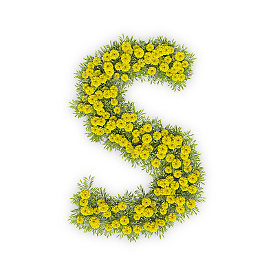 PSD 식물 편집이미지 문자 알파벳 영어 꽃 텍스트 대문자 국화 타이포그라피 사람없음 노란색 3D S 편집3D 컬러 디지털합성 파일형식