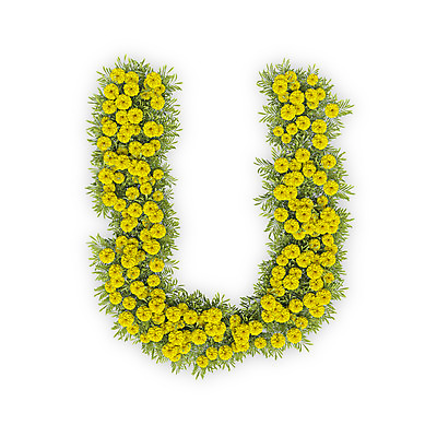 PSD 식물 편집이미지 문자 알파벳 영어 꽃 텍스트 대문자 국화 타이포그라피 사람없음 노란색 3D U 유 편집3D 컬러 디지털합성 파일형식