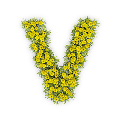 PSD 식물 편집이미지 문자 알파벳 영어 꽃 텍스트 대문자 국화 타이포그라피 사람없음 노란색 3D V 편집3D 컬러 디지털합성 파일형식