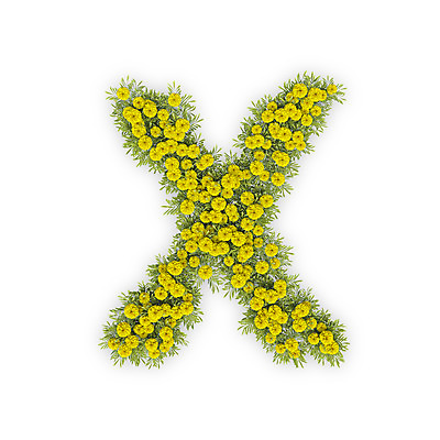 PSD 식물 편집이미지 문자 알파벳 영어 꽃 텍스트 대문자 국화 타이포그라피 사람없음 노란색 3D 금지 X 아니오 편집3D 컬러 디지털합성 파일형식