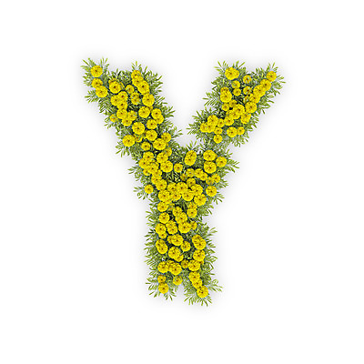 PSD 식물 편집이미지 문자 알파벳 영어 꽃 텍스트 대문자 국화 타이포그라피 사람없음 노란색 3D Y 편집3D 컬러 디지털합성 파일형식