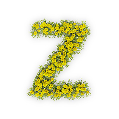 PSD 식물 편집이미지 문자 알파벳 영어 꽃 텍스트 대문자 국화 타이포그라피 사람없음 노란색 3D Z 편집3D 컬러 디지털합성 파일형식